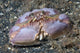 Box Crab Rests Ocean Wall Decal