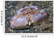 Box Crab Rests Ocean Wall Decal