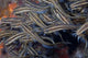 School Juvenile Striped Catfish Wall Decal