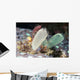 Tunicates Also Known as Wall Decal