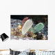 Tunicates Also Known as Wall Decal