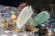 Tunicates Also Known as Wall Decal
