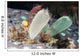 Tunicates Also Known as Wall Decal