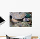 White-eyed Moray Eel Sidereal Wall Decal Design 2