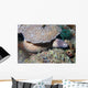 White-eyed Moray Eel Sidereal Wall Decal Design 2