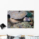 White-eyed Moray Eel Sidereal Wall Decal Design 2
