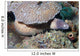White-eyed Moray Eel Sidereal Wall Decal Design 2
