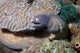 White-eyed Moray Eel Sidereal Wall Decal Design 1