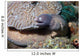 White-eyed Moray Eel Sidereal Wall Decal Design 1