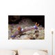 Nembrotha Purpureolineata Nudibranch Lembeh Wall Decal