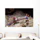 Nembrotha Purpureolineata Nudibranch Lembeh Wall Decal