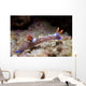 Nembrotha Purpureolineata Nudibranch Lembeh Wall Decal