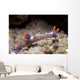 Nembrotha Purpureolineata Nudibranch Lembeh Wall Decal