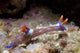 Nembrotha Purpureolineata Nudibranch Lembeh Wall Decal
