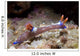 Nembrotha Purpureolineata Nudibranch Lembeh Wall Decal