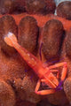 Imperial Shrimp Sea Cucumber Wall Decal Design 1