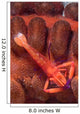 Imperial Shrimp Sea Cucumber Wall Decal Design 1