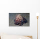 Coconut Shell Octopus Lembeh Wall Decal