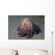 Coconut Shell Octopus Lembeh Wall Decal