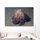 Coconut Shell Octopus Lembeh Wall Decal