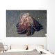 Coconut Shell Octopus Lembeh Wall Decal