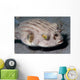 Striped Puffer Arothron Manilensis Wall Decal