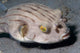 Striped Puffer Arothron Manilensis Wall Decal