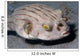 Striped Puffer Arothron Manilensis Wall Decal