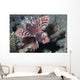 Shortfin Lionfish Dendrochirus Brachypterous Wall Decal