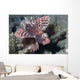 Shortfin Lionfish Dendrochirus Brachypterous Wall Decal