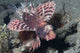 Shortfin Lionfish Dendrochirus Brachypterous Wall Decal