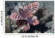 Shortfin Lionfish Dendrochirus Brachypterous Wall Decal