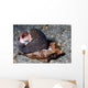 Tiger Cowrie with Mantle Wall Decal