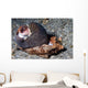 Tiger Cowrie with Mantle Wall Decal
