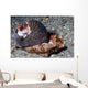 Tiger Cowrie with Mantle Wall Decal