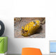 Nudibranch Discodoris Sp Wall Decal