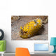 Nudibranch Discodoris Sp Wall Decal