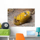 Nudibranch Discodoris Sp Wall Decal