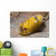 Nudibranch Discodoris Sp Wall Decal