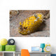 Nudibranch Discodoris Sp Wall Decal
