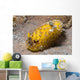 Nudibranch Discodoris Sp Wall Decal