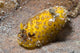 Nudibranch Discodoris Sp Wall Decal