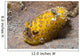 Nudibranch Discodoris Sp Wall Decal