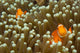 Pair False Clown Anemonefish Wall Decal