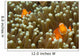 Pair False Clown Anemonefish Wall Decal