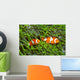 Pair Clown Anemonefish Sea Wall Decal