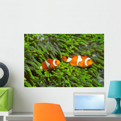 Pair Clown Anemonefish Sea Wall Decal shown on a wall