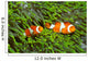 Pair Clown Anemonefish Sea Wall Decal