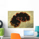 Glorious Flatworm Pseudobiceros Gloriosus Wall Decal