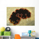 Glorious Flatworm Pseudobiceros Gloriosus Wall Decal